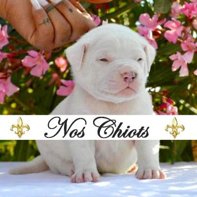 Nos chiots