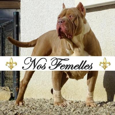 Nos femelles